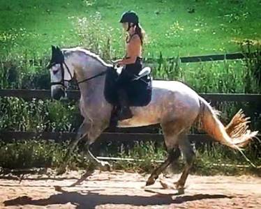 Jument de dressage
