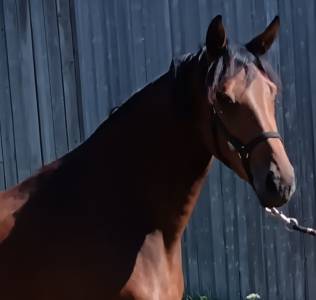 Jument dressage KWPN 3 ans 1m72 par Las Vegas