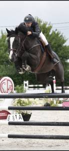 Magnifique hongre cso 11 ans