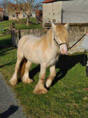 Julius casar des fanons d'or : saillie irish cob pp perlino