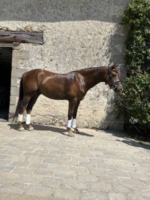 Poney d 