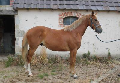 Poulain 2 ans par itoki de riverland
