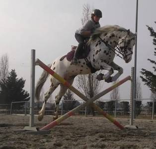 Caballo castrado knabstrup en venta 2015 appaloosa