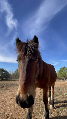 Poney à confier ( haribo )