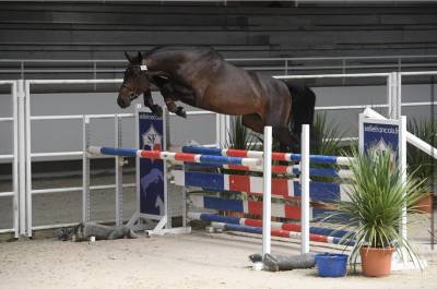 Cheval de saut / sport 