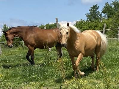 Palomino de 4 ans en cours de débourrage