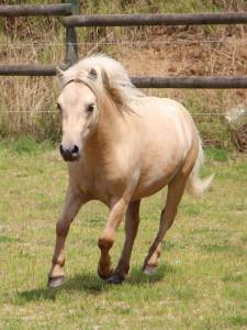 Hongre shetland prêt à débourrer