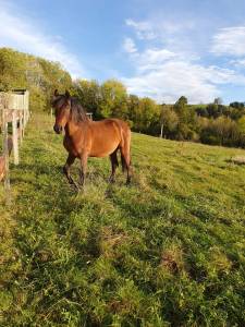 Cheval pre pure race espagnol