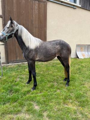 Poney connemara femelle nee en 2023