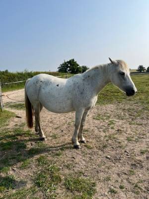 Poney connemara pouliniere suitee