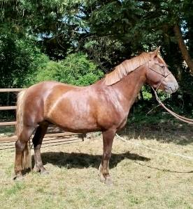 Hongre connemara part bred  4 ans