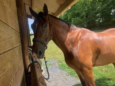 Cheval welsh cob pp