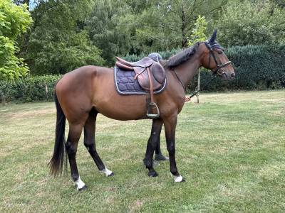 Jeune cheval
