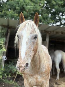 Petit cheval onc - 10ans 