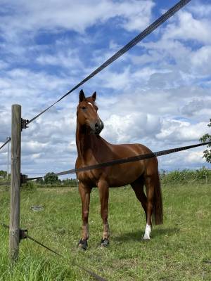 Cheval à vendre hongre de 9ans par un de plus du clocher