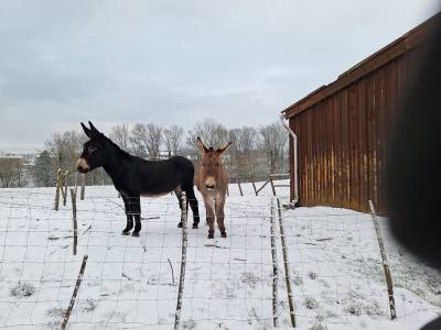 A donner grand anes (2) 
