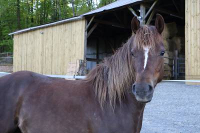 Ponnette de sport