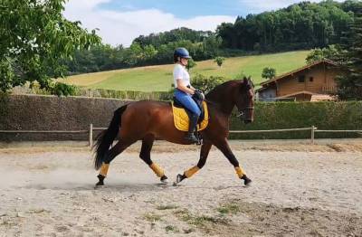 Joya td - jument pre - 6 ans
