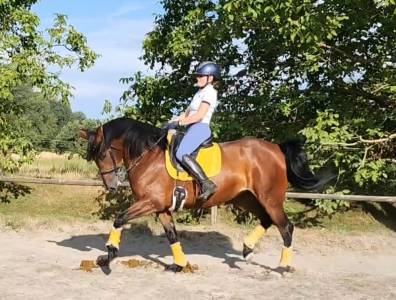 Kyria td - jument pre - 5 ans