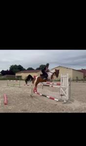 Cheval pie 