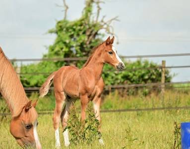 Poney pfs pp