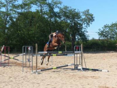 Cheval de sport 8 ans – origines top – potentiel 135/14