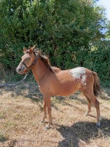 Poney pfs 1 ans - onixio de l'auxance