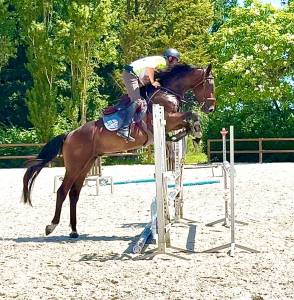 Hongre 4 ans cso