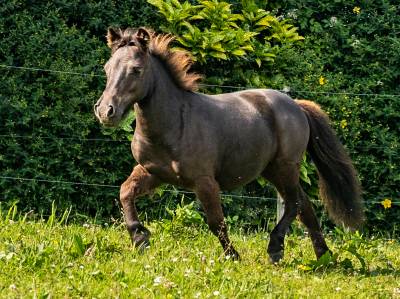 Ollie valonia pouliche oc type shetland