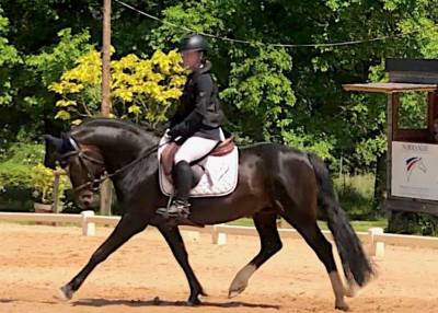 Dp poney de dressage