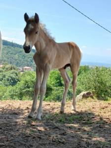 Prestige winz, poulain haflinger