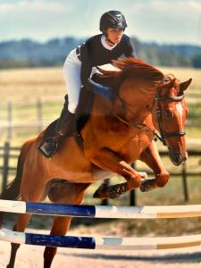 Hongre sf 8 ans houblon de bourbon ( away semilly)