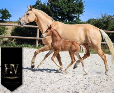 Pouliche kwpn Vitalis x Furstentern x Baron
