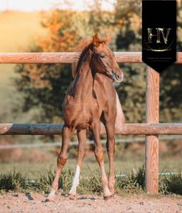 Filly kwpn dutch warmblood for sale 2025 liver chestnut