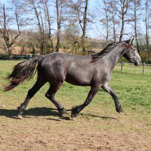 Cheval