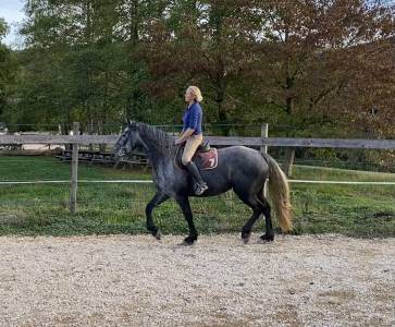 Merrie arabo fries te koop 2023 schimmel