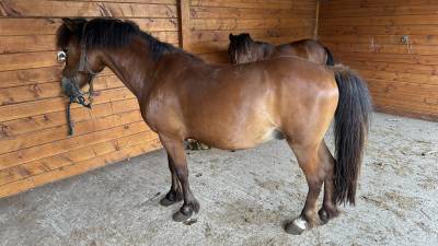 à vendre poney b