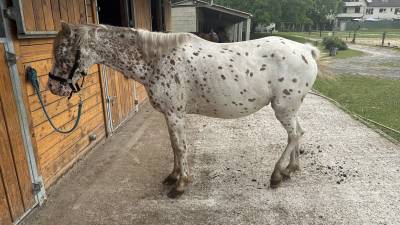 à vendre – poney d appaloosa polyvalent et fiable