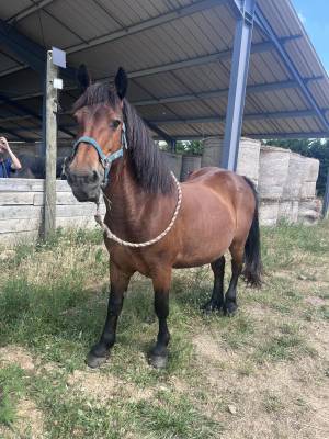 Ponette pour compagnie