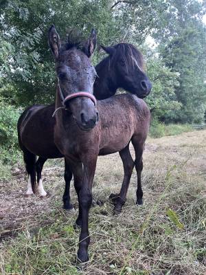 Pouliche oc welsh part bred
