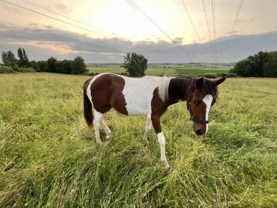 Poulain pie sport urgent