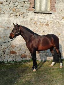 Pure sang lusitanien entier 6 ans