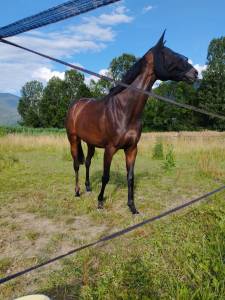 Vends jument pur sang 8 ans