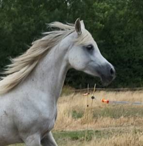Jument gestante d'un pfs noir silver