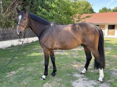 Hongre 7ans casall x quick star