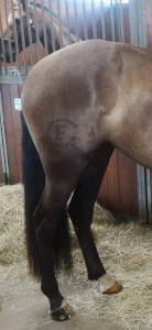 Quintana faivre psl 5ans
