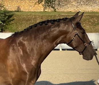 Quintana faivre psl 5ans