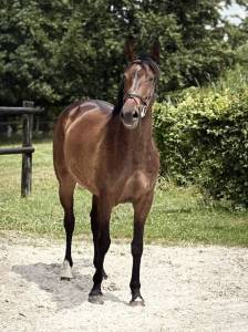 Jument sbs 6 ans - jobolensky sitte x le tôt de semilly