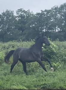 3 ans mâle cce