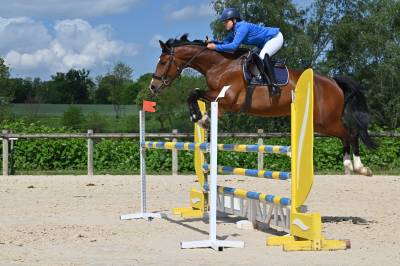 Yegua KWPN Caballo de Deporte Neerlandés En venta 2018 Bayo por Lyjanero